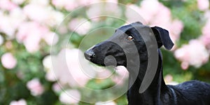 Black Galgo Espanol Puppy