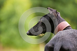 Black Galgo Espanol Puppy