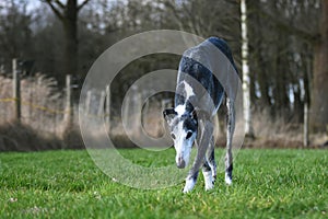 Black Galgo Espanol photo