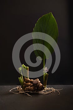 Black galingale rhizome ,flowers and tree on black surface