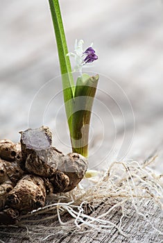 Black galingale rhizome and tree on an old wood surface