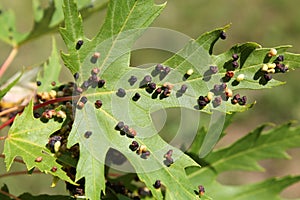Black galls caused by maple bladder-gall mite or Vasates quadripedes on Silver Maple Acer saccharinum leaf