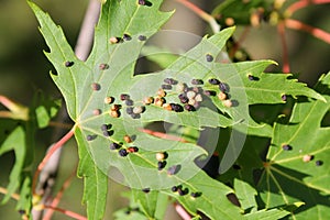 Black galls caused by maple bladder-gall mite or Vasates quadripedes on Silver Maple Acer saccharinum leaf