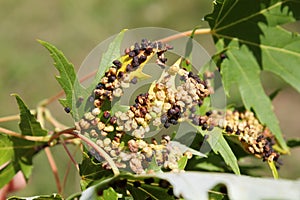 Black galls caused by maple bladder-gall mite or Vasates quadripedes on Silver Maple Acer saccharinum leaf