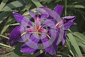Black Gamecock Louisiana iris flowers