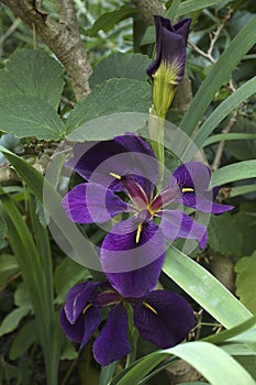 Black Gamecock Louisiana iris flowers