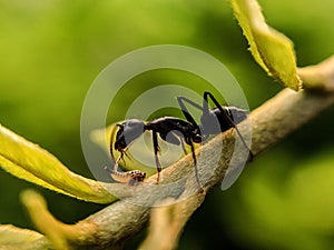 The black garden ant, also known as the common black ant, is a formicine ant, the type species of the subgenus Lasius,in indian