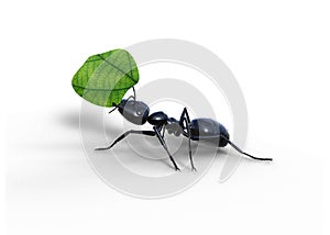 Black Garden Ant Carrying Leaf