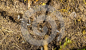 Black garden ant colony, ants with larvas, invasive insect specie from Europe