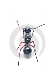 A Black Garden Ant isolated on white background