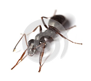 Black garden ant (Lasius niger)