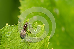 Black Garden Ant Swarmer - Lasius niger