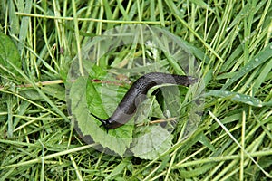 Black Garden Slug.