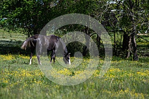 Black gelding grazing in buttercup pasture