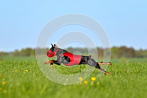 Black German Pinscher dog running lure coursing