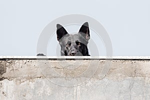 Black german shepard dog curisly behind a wall