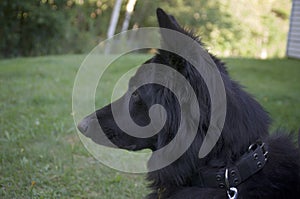 Black German Shepard Profile Portrait