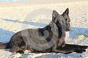 Black German Shepherd