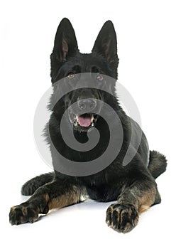 Black german shepherd