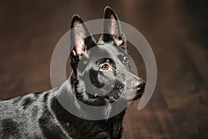 Black German Shepherd Dog