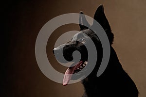 Black german shepherd Dog on brown background with copy space