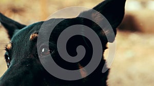 Black german shepherd dog looking in camera. Portrait black shepherd