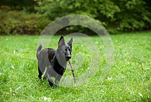 Black German Shepherd Dog Playing on the grass. Branch in Mouth