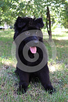 Black german shepherd dog puppy in green grass