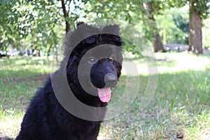 Black german shepherd dog puppy in green grass