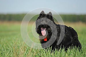 Black German Shepherd