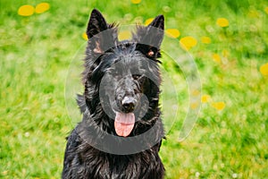 Black German Shepherd Dog Sit In Green Grass. Alsatian Wolf Dog Or German Shepherd Dog On Green Grass Background