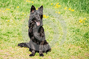 Black German Shepherd Dog Sit In Green Grass. Alsatian Wolf Dog