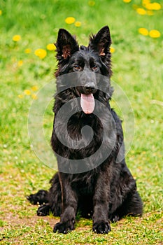 Black German Shepherd Dog Sit In Green Grass. Alsatian Wolf Dog