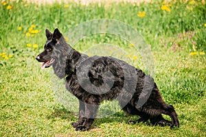 Black German Shepherd Dog Sit In Green Grass. Alsatian Wolf Dog