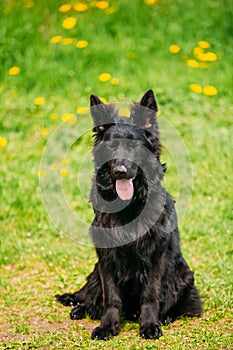 Black German Shepherd Dog Sit In Green Grass. Alsatian Wolf Dog