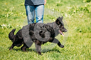 Black German Shepherd Dog Sit In Green Grass. Alsatian Wolf Dog