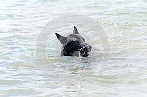 A black german shepherd dog swimming in the lake