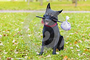 Black German shepherd dog traveler abandoned and left all alone on the road, street, sitting in park with stick in teeth