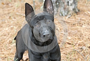 Black German Shepherd Malinois mix breed dog. Dog rescue pet adoption photo for humane society animal shelter. Stock sales support