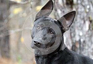 Black German Shepherd Malinois mix breed dog. Dog rescue pet adoption photo for humane society animal shelter. Stock sales support