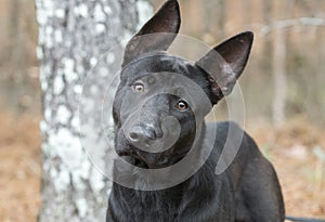 Black German Shepherd mix breed dog with big ears