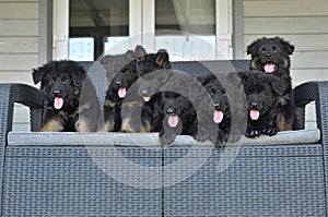 Black German Shepherd puppies