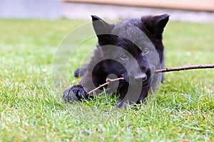 Black german shepherd puppy