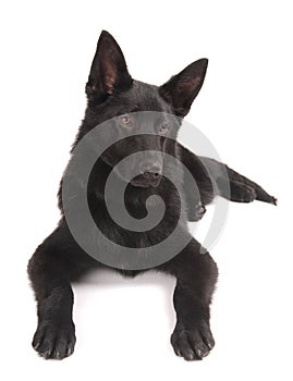 Black German Shepherd Puppy