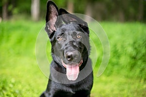 A black German Shepherd puppy with floppy ears