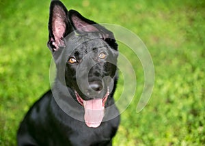A black German Shepherd puppy with floppy ears