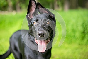 A black German Shepherd puppy with floppy ears