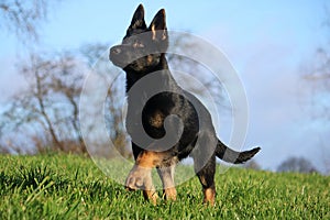 Black german shepherd puppy is running in the park