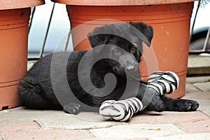 Black German Shepherd Puppy