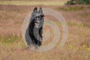 Black German Shepherd running